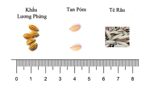 Sử dụng chỉ thị phân tử nhận biết gen thơm và đánh giá sự khác biệt giống lúa Khẩu Lương Phửng, Nếp Tan Pỏm và Tẻ Râu