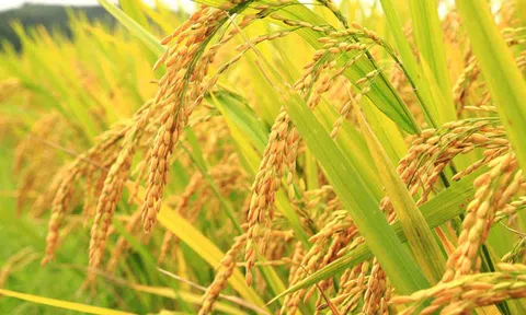 Hà Nội phê duyệt giá thóc để thu thuế sử dụng đất nông nghiệp