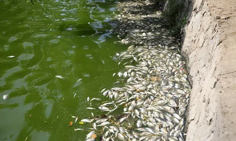 Quảng Trị: Cá chết nổi trắng mặt hồ Nam Lý, nguyên nhân nghi do sốc nhiệt?