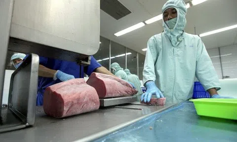 Thuế đối ứng 19% cho Indonesia và Philippines: Cá ngừ Việt Nam liệu có mất thị phần tại Mỹ?