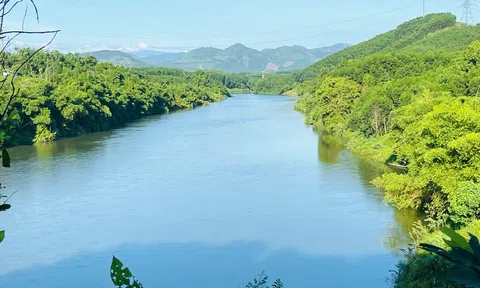 TP Huế triển khai trồng 70 ha rừng thay thế trong đó ưu tiên trồng cây Lim xanh