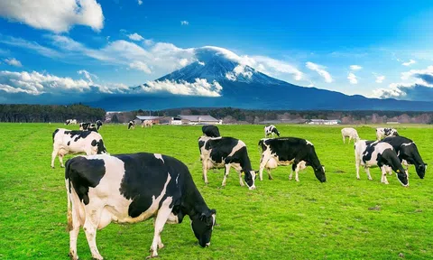 Đột phá trong chăn nuôi hữu cơ: Nghiên cứu xác nhận rằng chăn nuôi bò sữa hữu cơ có thể giảm 24% lượng khí thải carbon