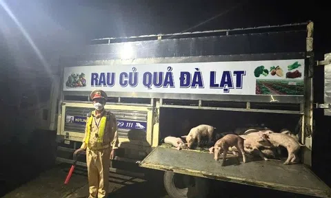 Phát hiện xe chở heo bệnh từ Lâm Đồng sang Đắk Lắk