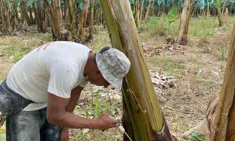 Ecuador đang đối mặt với các đợt bùng phát mới của bệnh moko trên chuối