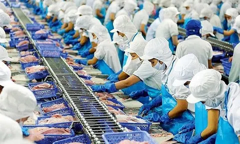 Thủy sản Việt tăng tốc xuất khẩu trước hạn thuế quan của Hoa Kỳ