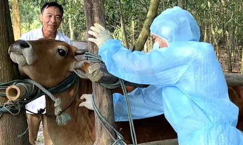 Dịch tả lợn châu Phi còn diễn biến phức tạp, lại thêm dịch bệnh mới trên gia súc ở Quảng Trị