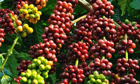 Hành trình bất ngờ của những hạt cà phê nhập khẩu