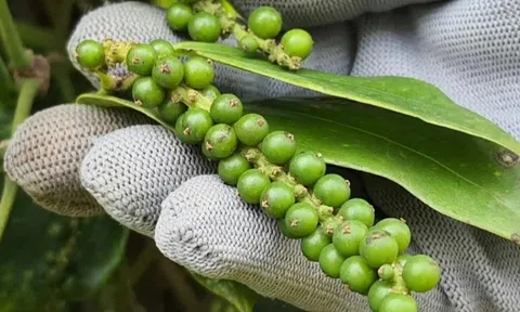 Giá nông sản 8/8/2025: Cà phê giảm nhiệt, hồ tiêu vẫn giữ mức cao