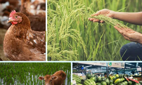 Tháng 7/2025: Trồng trọt có nhiều biến động, chăn nuôi đối mặt thách thức