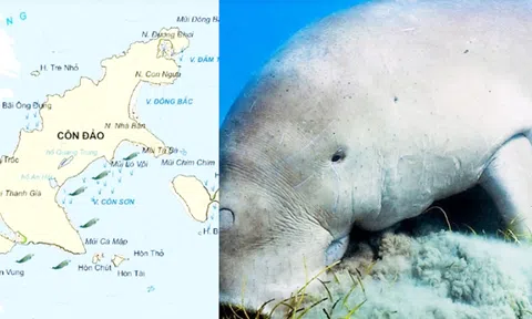 Côn Đảo còn khoảng 12 cá thể bò biển dugong