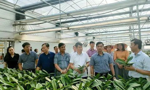 Giải pháp xanh thích ứng biến đổi khí hậu trong trồng hoa lan tại Hà Tĩnh