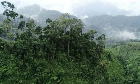 Thành lập Khu dự trữ thiên nhiên Phong Điền TP Huế