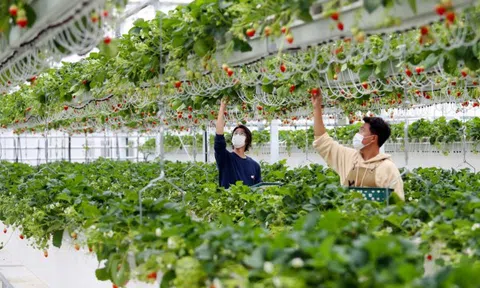 Kinh nghiệm phát triển nông nghiệp Hàn Quốc