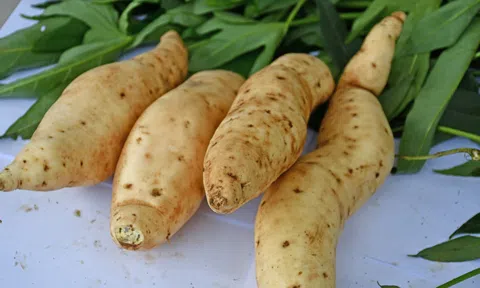 Nghiên cứu mới tiết lộ tổ tiên bất ngờ của khoai lang