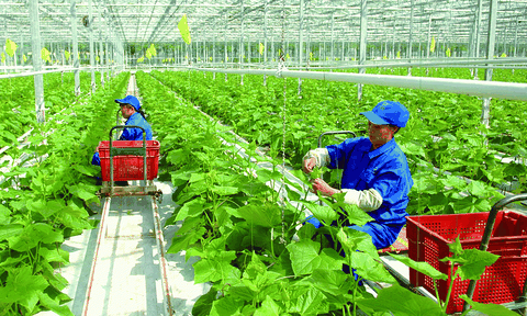 Khuyến nông đổi mới toàn diện, tri thức hóa nông dân, hướng tới nông nghiệp sinh thái