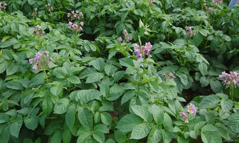 FIRST Potato: Nền tảng AI hỗ trợ canh tác khoai tây bền vững