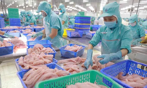 Thị trường nội địa: Một phần không thể thiếu trong chiến lược phát triển bền vững ngành cá tra?