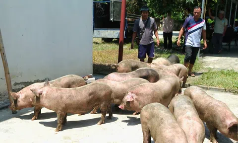 Cao Bằng: Bắt giữ 4 xe tải lợn không rõ nguồn gốc, tiềm ẩn nguy cơ dịch bệnh