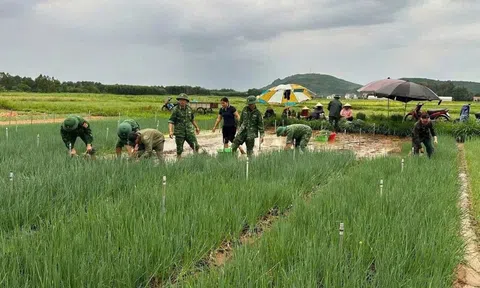 Mưa lớn kéo dài, hàng trăm héc-ta rau màu của nông dân Nghệ An bị thiệt hại