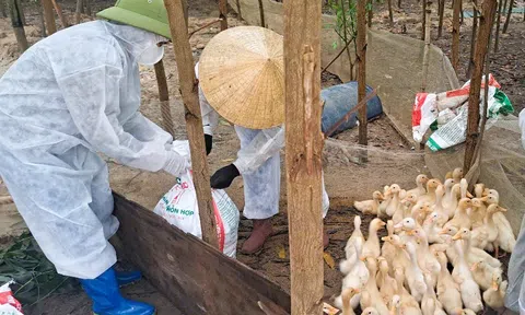 Nghệ An: Xuất hiện nhiều ổ dịch H5N1, hàng nghìn con gia cầm buộc phải tiêu hủy