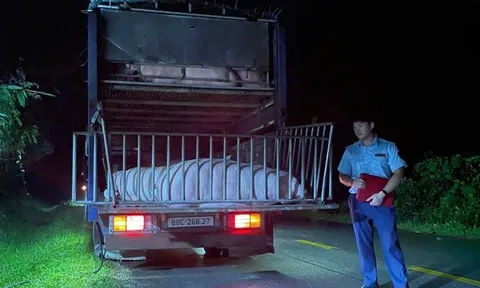 Cao Bằng: Xử phạt trường hợp vận chuyển lợn qua vùng dịch trái phép