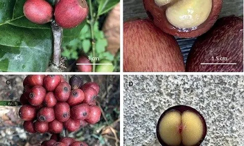 Thêm loài mới giúp ngành cà phê chống chịu với biến đổi khí hậu