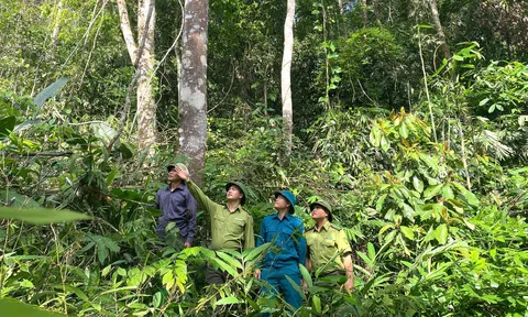 Những quy định mới nhất về quy trình kỹ thuật giao rừng, cho thuê rừng
