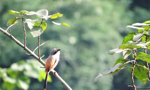 Quảng Trị ghi nhận thêm 9 loài chim mới tại Khu bảo tồn thiên nhiên Đakrông