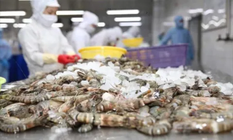 Xuất khẩu thủy sản sang EU: Cập nhật quy định mới và công cụ hỗ trợ từ AGRINFO
