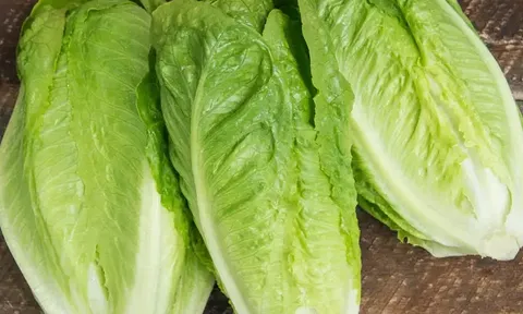 Nước bẩn, nhiệt độ từ xe tải và lý do thực sự khiến rau diếp romaine nhiễm khuẩn