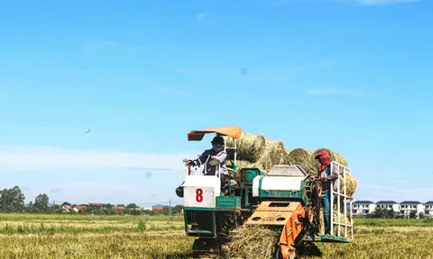 Lợi ích kép từ việc tận thu rơm rạ sau mùa gặt