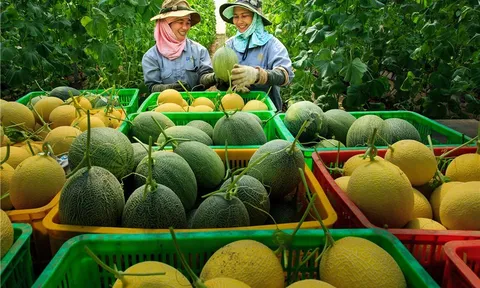 Hai nguồn vốn cốt lõi của hợp tác xã nông nghiệp