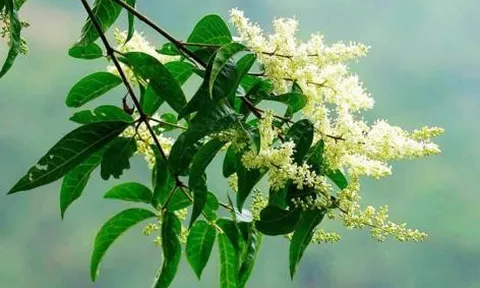 Cao chiết ethanol từ cây pác lừ có tác dụng giảm đau, chống viêm
