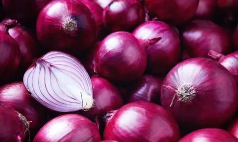 Chiết xuất từ hành tây tím cải thiện đường ruột cho gà