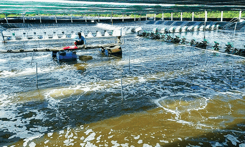 Quy mô gói tín dụng nông, lâm, thủy sản lên tới 185.000 tỷ đồng