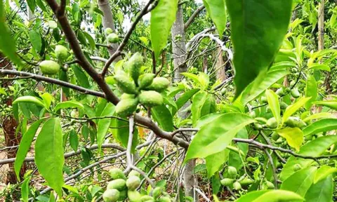 Cao Bằng: Khảo nghiệm giống giổi ăn hạt