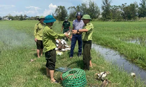 Quảng Trị: Tháo dỡ ‘ma trận’ bẫy chim mùa di cư, bảo vệ môi trường sống cho những đàn chim trời