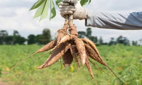 Sản xuất ethanol từ sắn