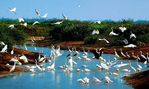 Ninh Bình: Tăng cường công tác quản lý, bảo tồn các loài chim hoang dã, di cư