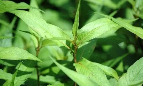 Màng nhựa sinh học kháng khuẩn từ rau răm