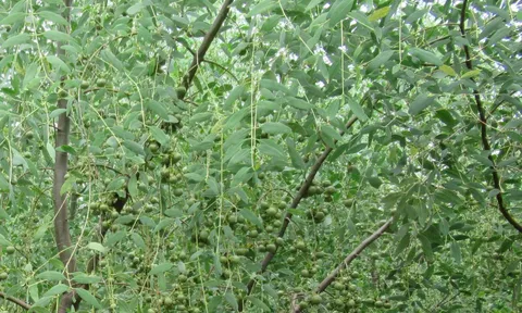 Cây bần không cánh có tiềm năng hỗ trợ điều trị viêm loét dạ dày