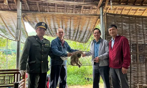 Bàn giao cá thể khi đuôi lợn về Vườn Quốc gia Bạch Mã