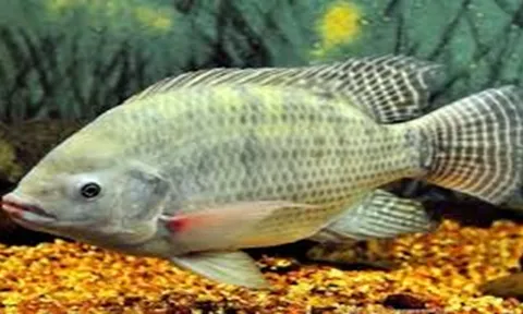 Nghiên cứu chọn giống nâng cao tốc độ tăng trưởng của cá rô phi vằn Oreochromis niloticus