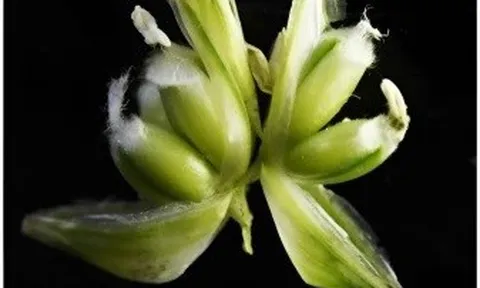 Lúa mì đột biến MOV có thể tăng gấp ba năng suất so với lúa mì thông thường