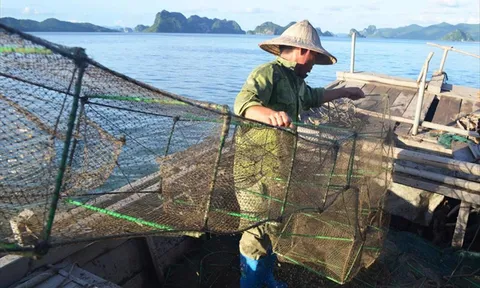 Nghề khai thác ghẹ Việt Nam đáp ứng tiêu chuẩn bảo vệ động vật biển theo MMPA