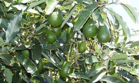 Cách mạng xanh cho ngành bơ Australia: công nghệ AI giám sát Carbohydrate