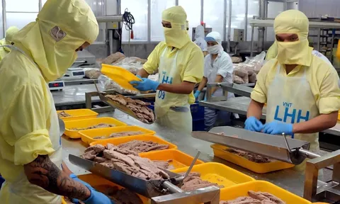 Cá ngừ Việt Nam trước “cửa thuế 0%” tại Mỹ: Cơ hội bứt phá nhưng không ít thách thức