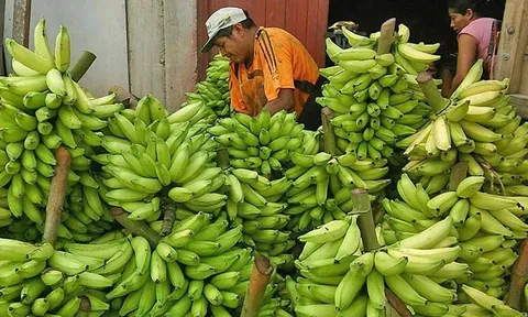 Chuối và lựu Peru đã được cấp phép vào thị trường Trung Quốc và sẽ sớm có mặt trên thị trường.