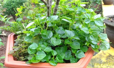 Rau càng cua – món ăn bất ngờ đầy lý thú