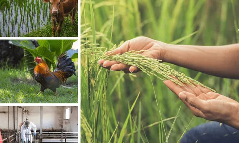 Sản xuất nông nghiệp tháng 10/2025 tiếp tục phát triển ổn định